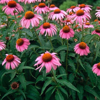 Ameriska Slamnik Echinacea Kvadrat Ameriska Slamnik Echinacea Kvadrat