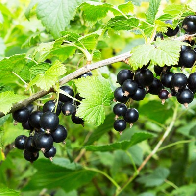 Crni Ribez Jagode Kvadrat Crni Ribez Jagode Kvadrat