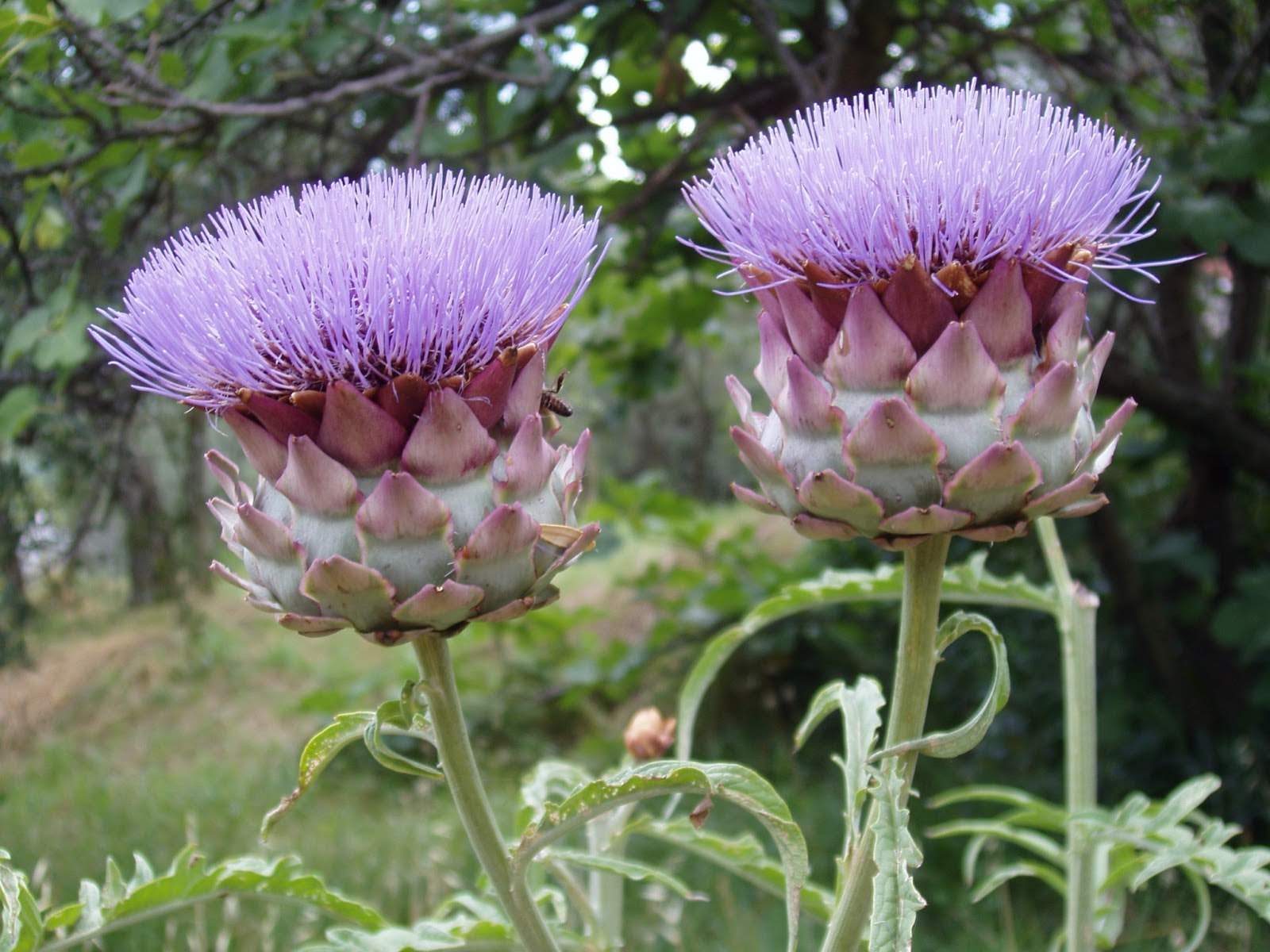 Articoka Cynara Scolymus Zdravilna Rastlina