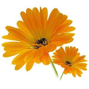 Cimicifuga Cimicifuga Racemosa L Ognjič in uporaba pri menstrualnih težavah