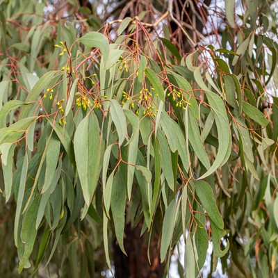 Evkalipt Eucalyptus Globulus Zdravilna Rastlina 1 Evkalipt Eucalyptus Globulus Zdravilna Rastlina 1