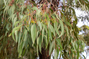 Evkalipt Eucalyptus Globulus Zdravilna Rastlina Evkalipt Eucalyptus Globulus Zdravilna Rastlina