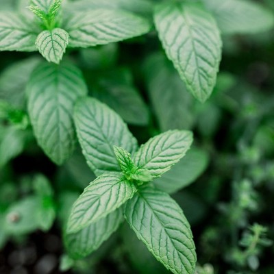 Meta Mentha Piperita Zdravilna Rastlina 1 Meta Mentha Piperita Zdravilna Rastlina 1