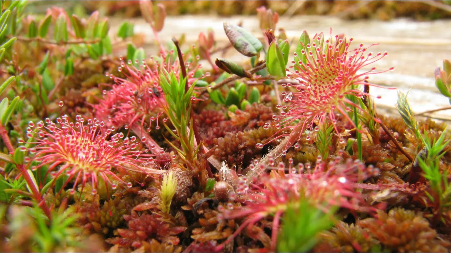 Okroglolista Rosika Drosera Zdravilna Rastlina Okroglolista Rosika Drosera Zdravilna Rastlina
