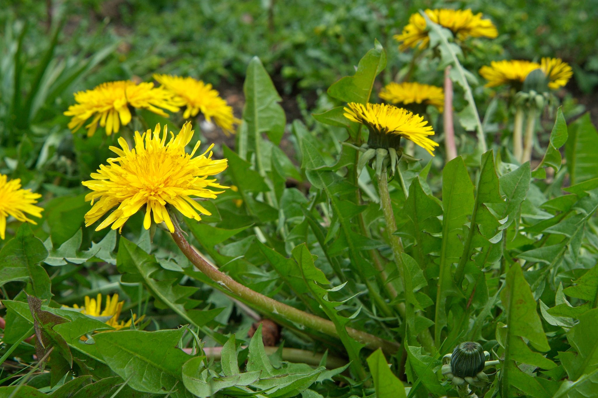Regrat Taraxacum Officinale Zdravilna Rastlina