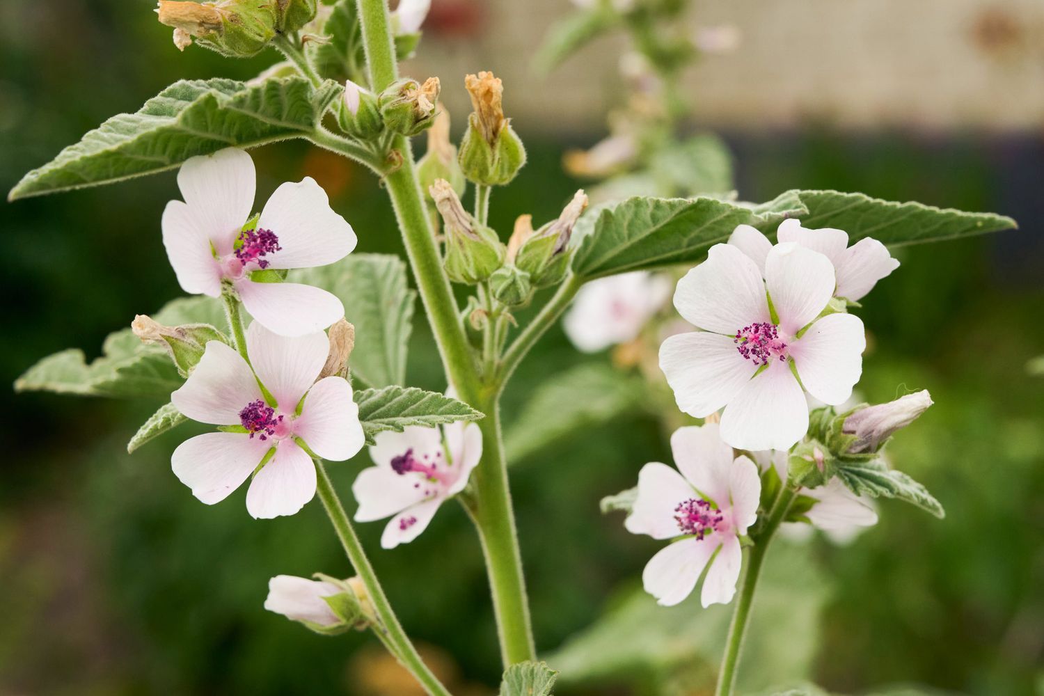 Slez Althaea Officinalis Zdravilna Rastlina Slez Althaea Officinalis Zdravilna Rastlina